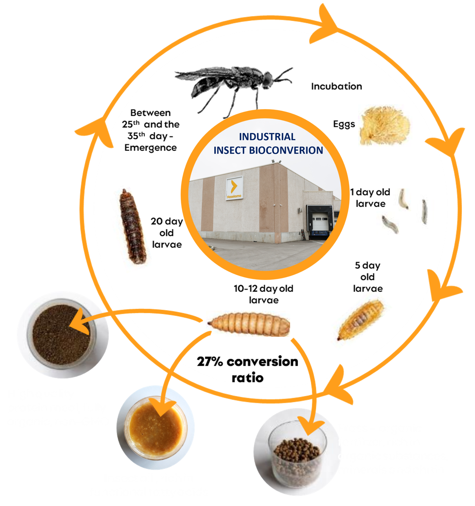 Black Soldier Fly reproduction and life cycle